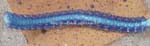 vanoul067